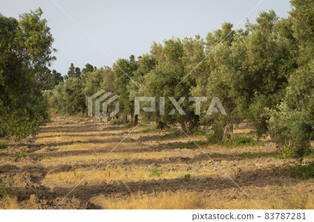 Old olive trees in a grove in the south of Italy 83787281