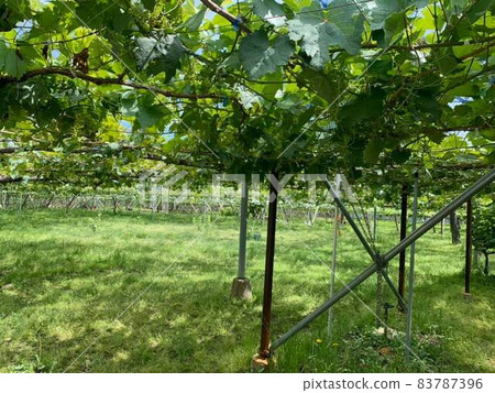 A vine that makes a shelf that feels early summer A vine that makes a shelf that feels early summer 83787396