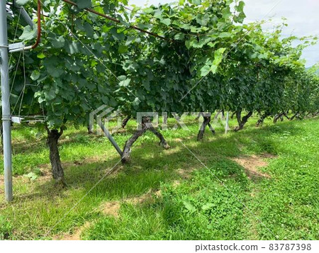 A vine that creates a fence that feels early summer A vine that creates a fence that feels early summer 83787398