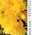 Ladybugs on chrysanthemum flowers 83787522