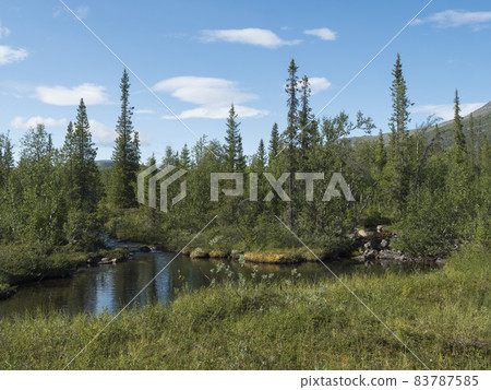 Landscape of Sarek national park in Sweden Lapland with small water stream, birch and spruce tree forest. At Kungsleden hiking trail , blue sky white clouds. Landscape of Sarek national park in Sweden Lapland with small water stream, birch and spruce tree forest. At Kungsleden hiking trail , blue sky white clouds. 83787585