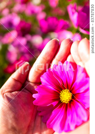 盛開的波斯菊領域 盛開的波斯菊領域 83787830