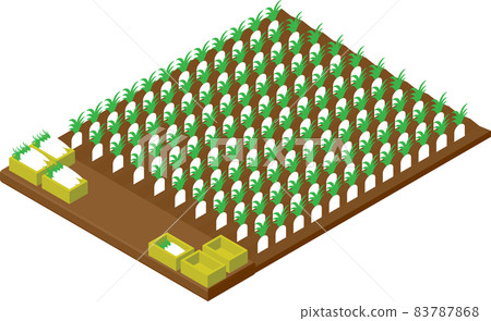 Isometric radish field 83787868