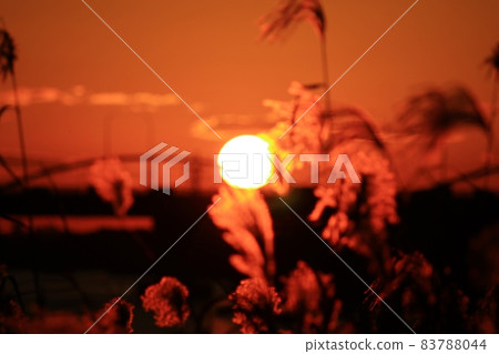 #秋葉:被夕陽染紅的蘆葦耳朵:淀川河床風光 #秋葉:被夕陽染紅的蘆葦耳朵:淀川河床風光 83788044