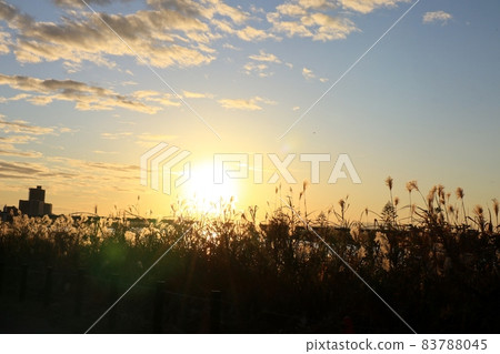 #秋葉:被夕陽染紅的蘆葦耳朵:淀川河床風光 #秋葉:被夕陽染紅的蘆葦耳朵:淀川河床風光 83788045