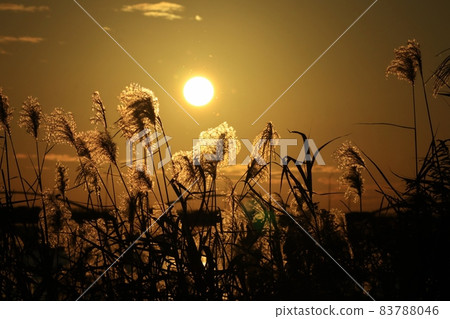 #秋葉:被夕陽染紅的蘆葦耳朵:淀川河床風光 #秋葉:被夕陽染紅的蘆葦耳朵:淀川河床風光 83788046