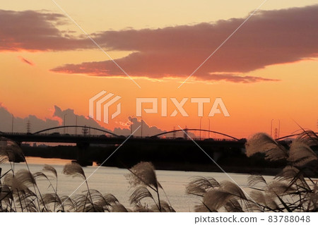 #Autumn leaves: Reed ears dyed by the setting sun: Yodogawa riverbed scenery #Autumn leaves: Reed ears dyed by the setting sun: Yodogawa riverbed scenery 83788048