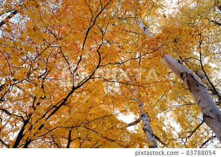 Birch trees and autumn leaves looking up from below 83788054