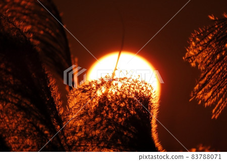 #Autumn leaves: Reed ears dyed by the setting sun: Yodogawa riverbed scenery #Autumn leaves: Reed ears dyed by the setting sun: Yodogawa riverbed scenery 83788071