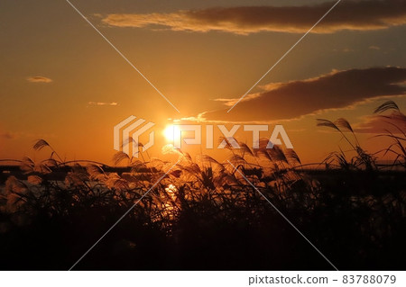 #Autumn leaves: Reed ears dyed by the setting sun: Yodogawa riverbed scenery #Autumn leaves: Reed ears dyed by the setting sun: Yodogawa riverbed scenery 83788079