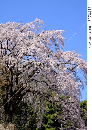 藍天下的垂枝櫻花[3月相模原市築井市] 83788534