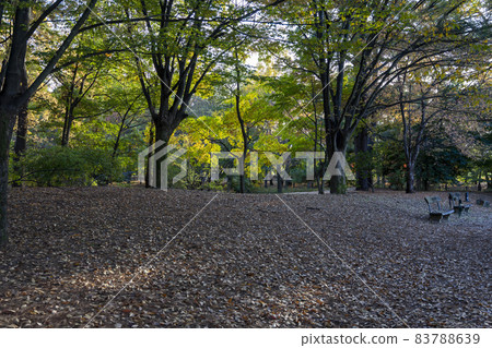 秋天的“神奈川之森”風景 秋天的“神奈川之森”風景 83788639