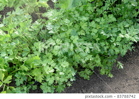 Fresh green parsley growing in a garden bed on black soil. Natural background, top view, copy space Fresh green parsley growing in a garden bed on black soil. Natural background, top view, copy space 83788742