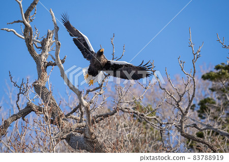 飛入藍天的虎頭海雕 飛入藍天的虎頭海雕 83788919