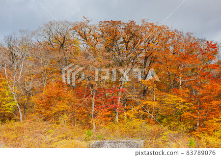 Hoki Oyama, autumn leaves of Ninosawa 83789076