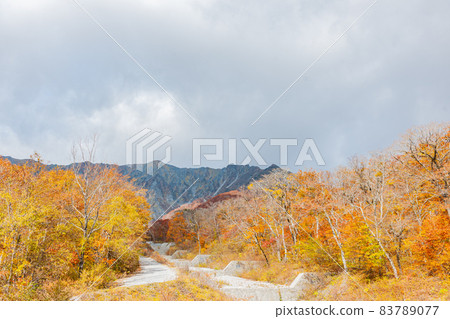 Hoki Oyama, autumn leaves of Ninosawa 83789077