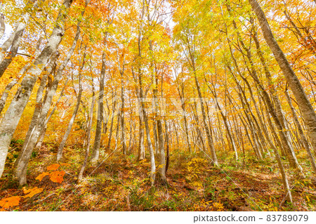 Hoki Oyama, autumn leaves of Ninosawa Hoki Oyama, autumn leaves of Ninosawa 83789079