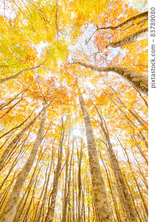 Hoki Oyama, autumn leaves of Ninosawa 83789080