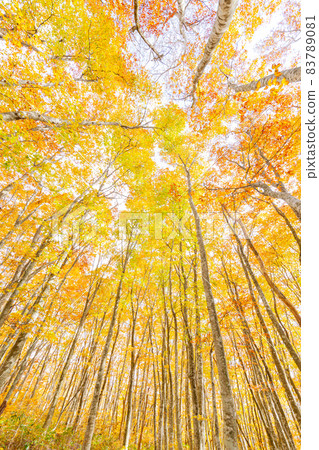 Hoki Oyama, autumn leaves of Ninosawa 83789081