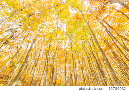 Hoki Oyama, autumn leaves of Ninosawa 83789082