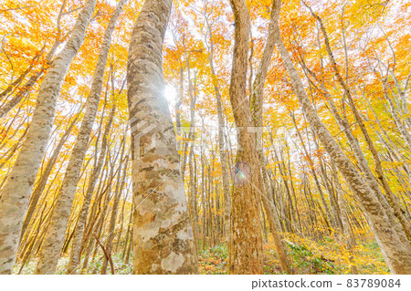 Hoki Oyama, autumn leaves of Ninosawa 83789084