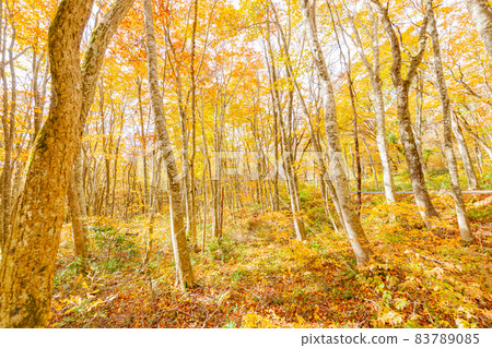 大山寶樹，二澤的秋葉 83789085