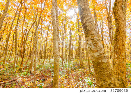 Hoki Oyama, autumn leaves of Ninosawa Hoki Oyama, autumn leaves of Ninosawa 83789086