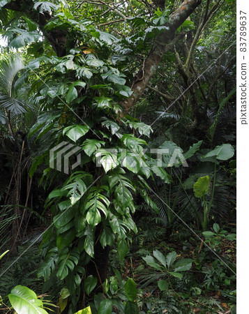 沖繩石垣島茂密的森林叢林 83789637