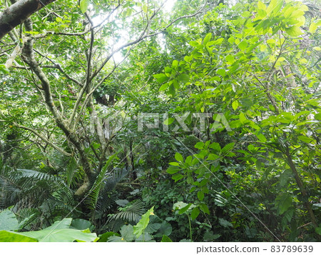 沖繩石垣島茂密的森林叢林 83789639