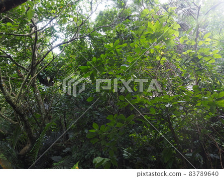沖繩石垣島茂密的森林叢林 83789640
