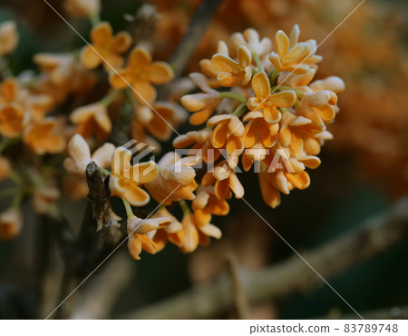 金木犀 金木犀 83789748