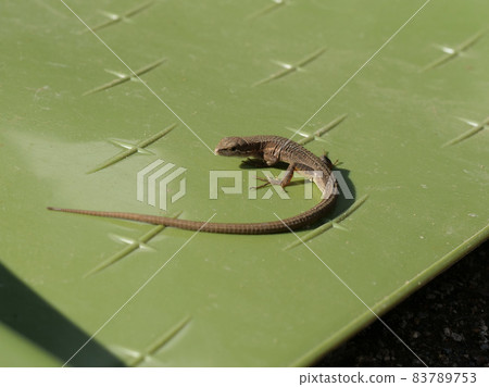 兩個長壽 83789753