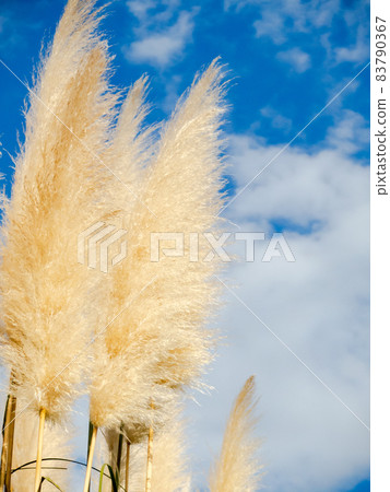 湛藍的天空和潘帕斯草的景色 83790367