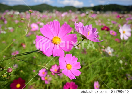 Close-up shot of pink cosmos 83790640