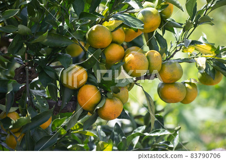 Mandarin orange Mandarin orange 83790706