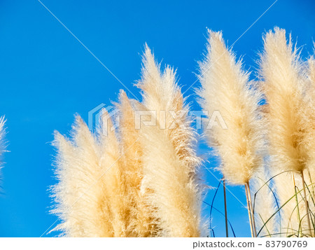 湛藍的天空和潘帕斯草的景色 湛藍的天空和潘帕斯草的景色 83790769