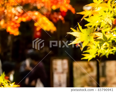 Autumn leaves in Monzen-cho that have begun to color Autumn leaves in Monzen-cho that have begun to color 83790941