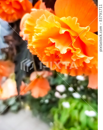 盛開橙色的海棠 盛開橙色的海棠 83791711
