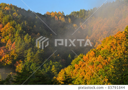 Mountain of autumn leaves in the sun << Fujikawaguchiko Town >> 83791844