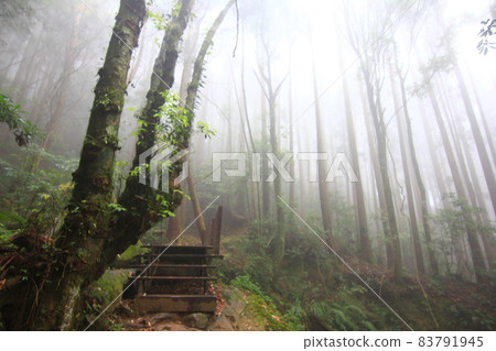 misty forest 83791945