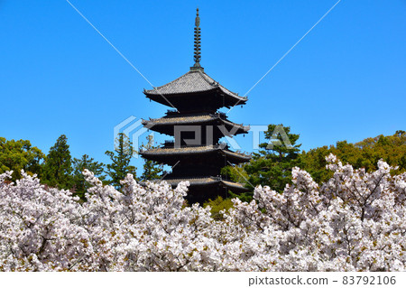 Ninna-ji Temple Oimuro cherry 83792106