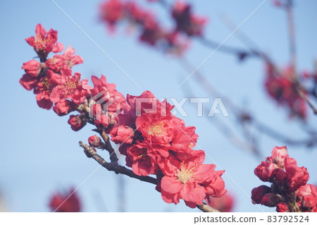  Peach blossoms 83792524