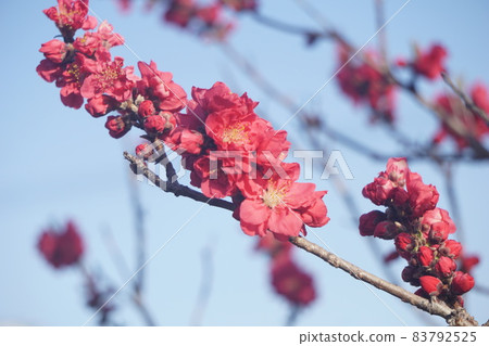  Peach blossoms 83792525