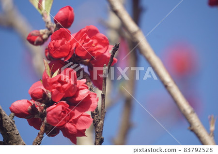 桃花 桃花 83792528