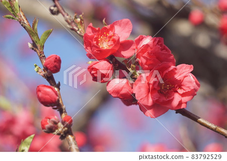 桃花 桃花 83792529