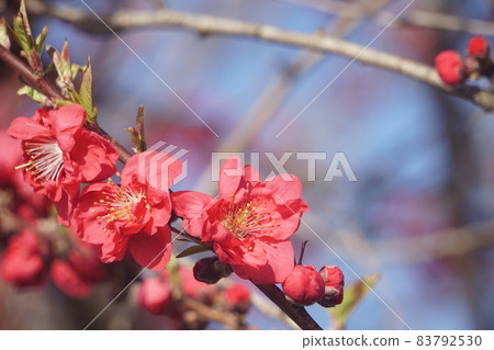 桃花 桃花 83792530