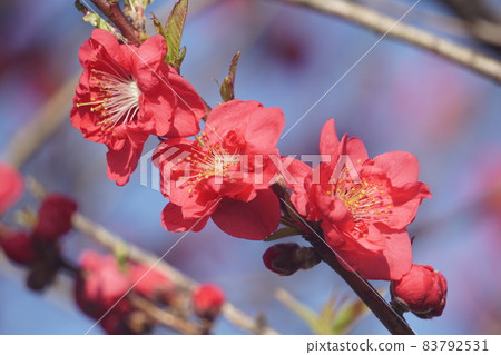  桃花 83792531