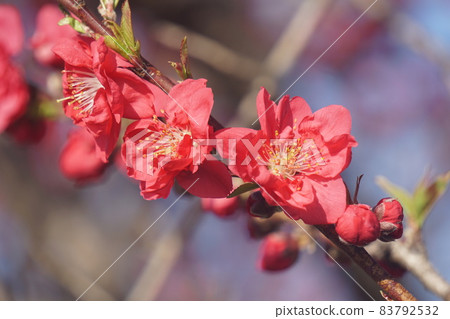  桃花 83792532