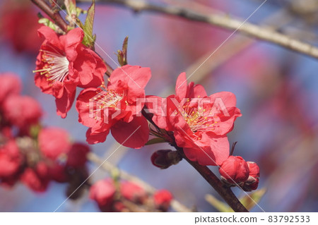 桃花 桃花 83792533