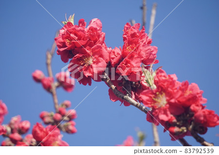 Peach blossoms Peach blossoms 83792539